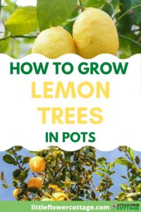 how to grow lemon trees in pots Pinterest small