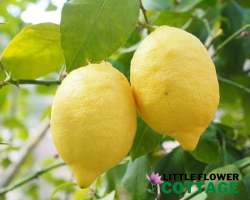 Lemon trees in pots can you grow them and how