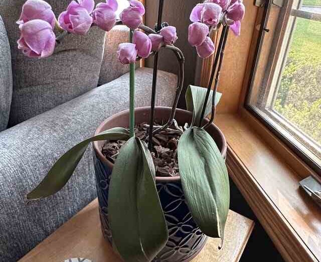 7 Ways to Make an Orchid Grow a New Spike How to make an orchid grow a new spike