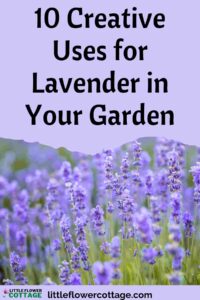 creative uses for lavender in your garden