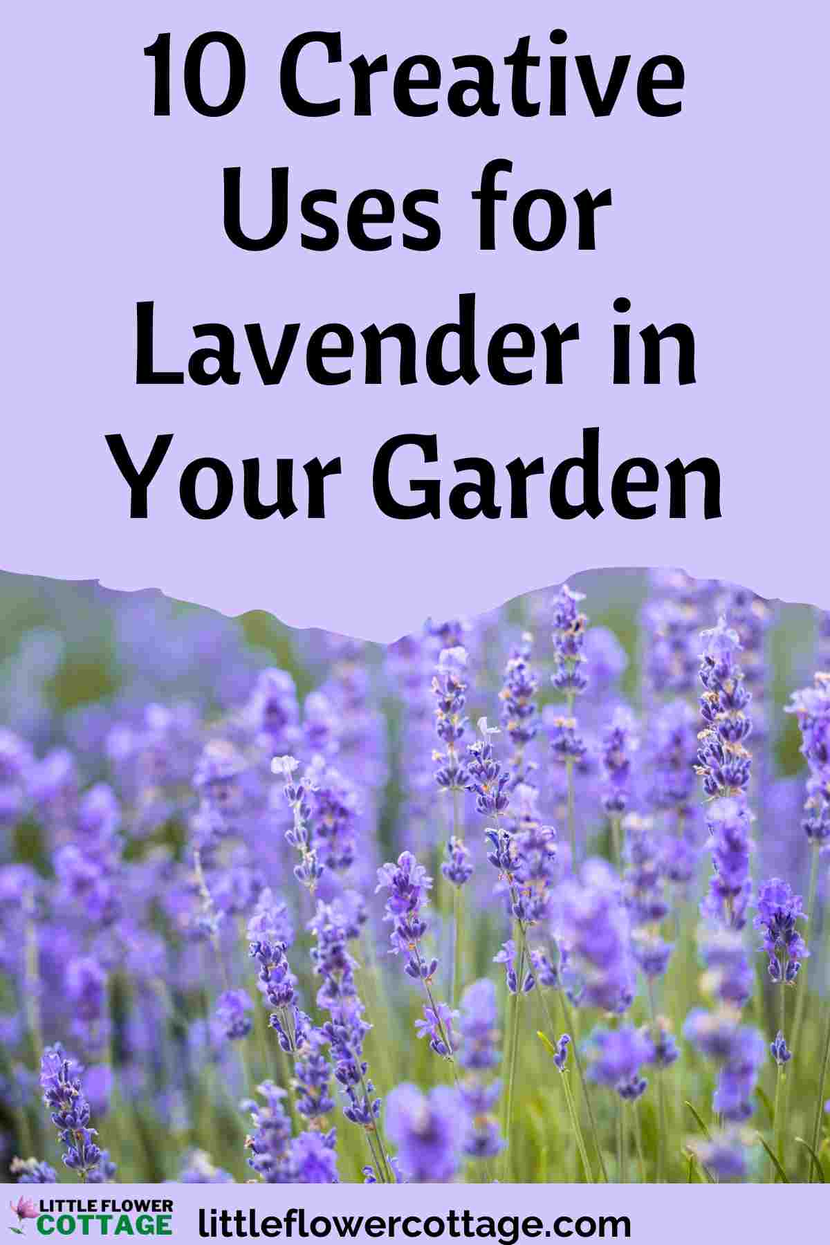 creative uses for lavender in your garden