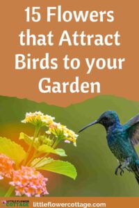 flowers that attract birds to your garden