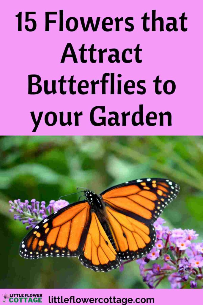 15 Flowers that Attract Butterflies to your Garden - Little Flower Cottage