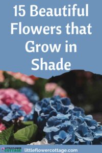 flowers that grow in shade