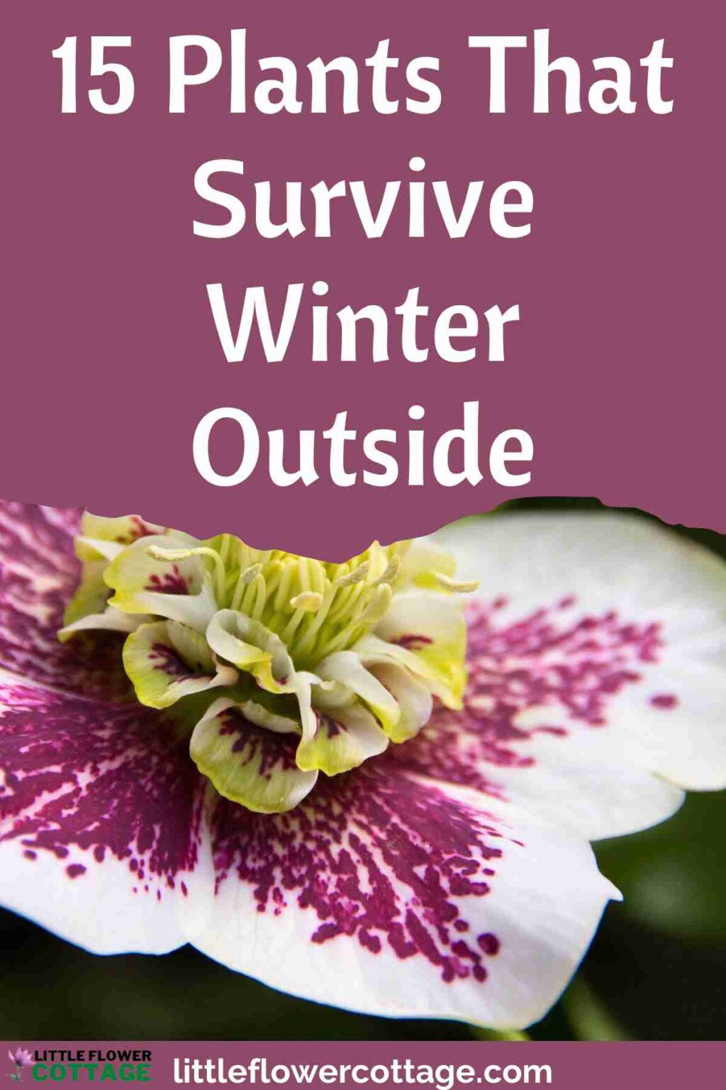15 Plants That Survive Winter Outside (and Are Easy to Grow) - Little ...