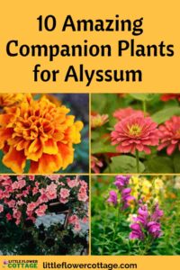 companion plants for alyssum