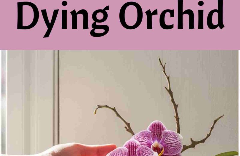 9 Practical Tips to Save a Dying Orchid easy tips to save a dying orchid