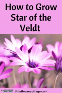 how to grow star of veldt