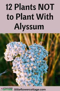 plants not to plant with alyssum