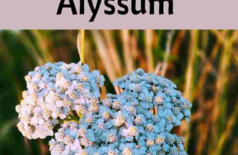 plants not to plant with alyssum
