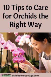 tips to care for orchids