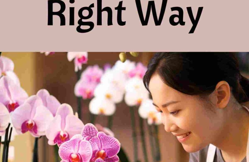 10 Tips to Care for your Orchids the Right Way tips to care for orchids