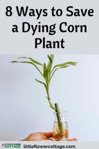 ways to save a dying corn plant