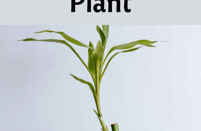 ways to save a dying corn plant