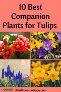 best companion plants for tulips