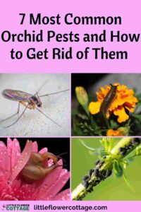 most common orchid pests and how to get rid of them