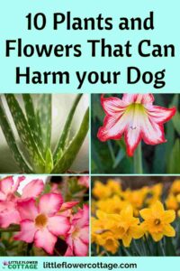 plants that can harm your dogs