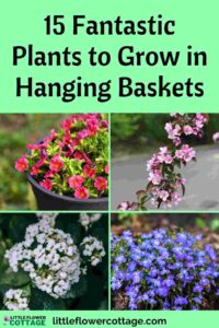 plants to grow in hanging baskets