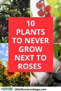 plants to never grow next to roses