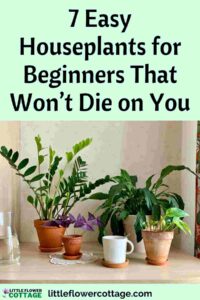 7 easy to grow houseplants that won't die on you