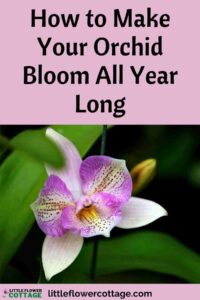 How to make your orchid bloom all year long