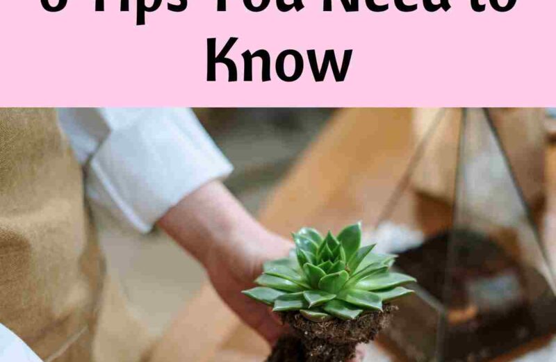 How to Revive a Dying Succulent: 6 Tips You Need to Know how to revive a dying succulent