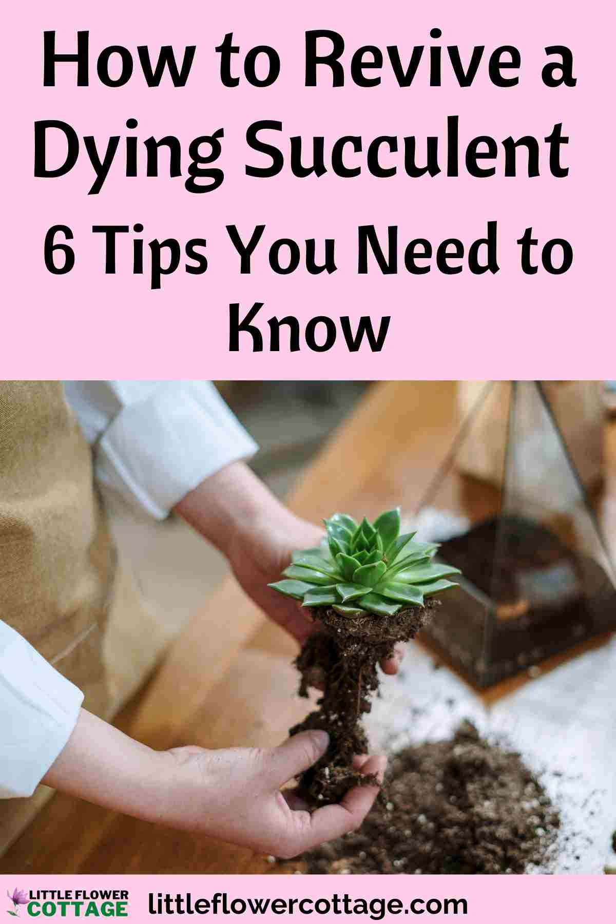how to revive a dying succulent