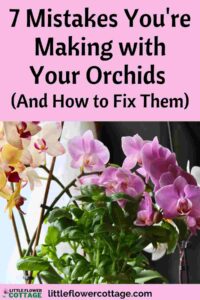 mistakes you're making with your orchids