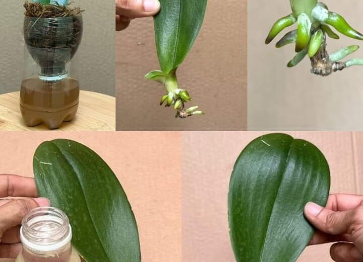 How to Propagate Orchids: A Simple Step-by-Step Guide how to propagate orchids