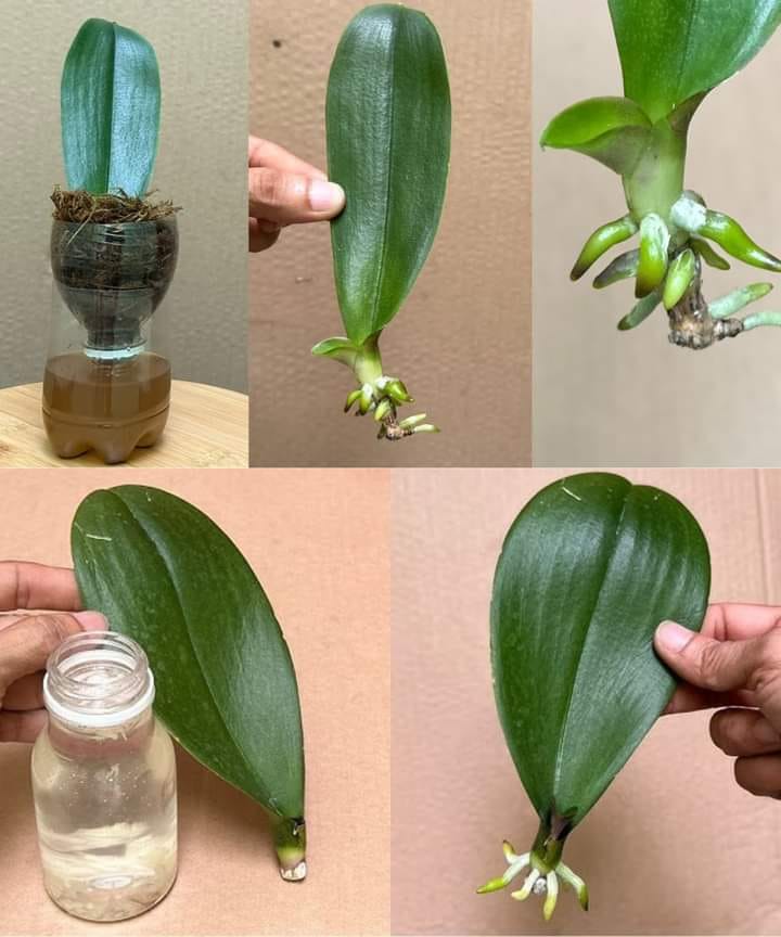 how to propagate orchids