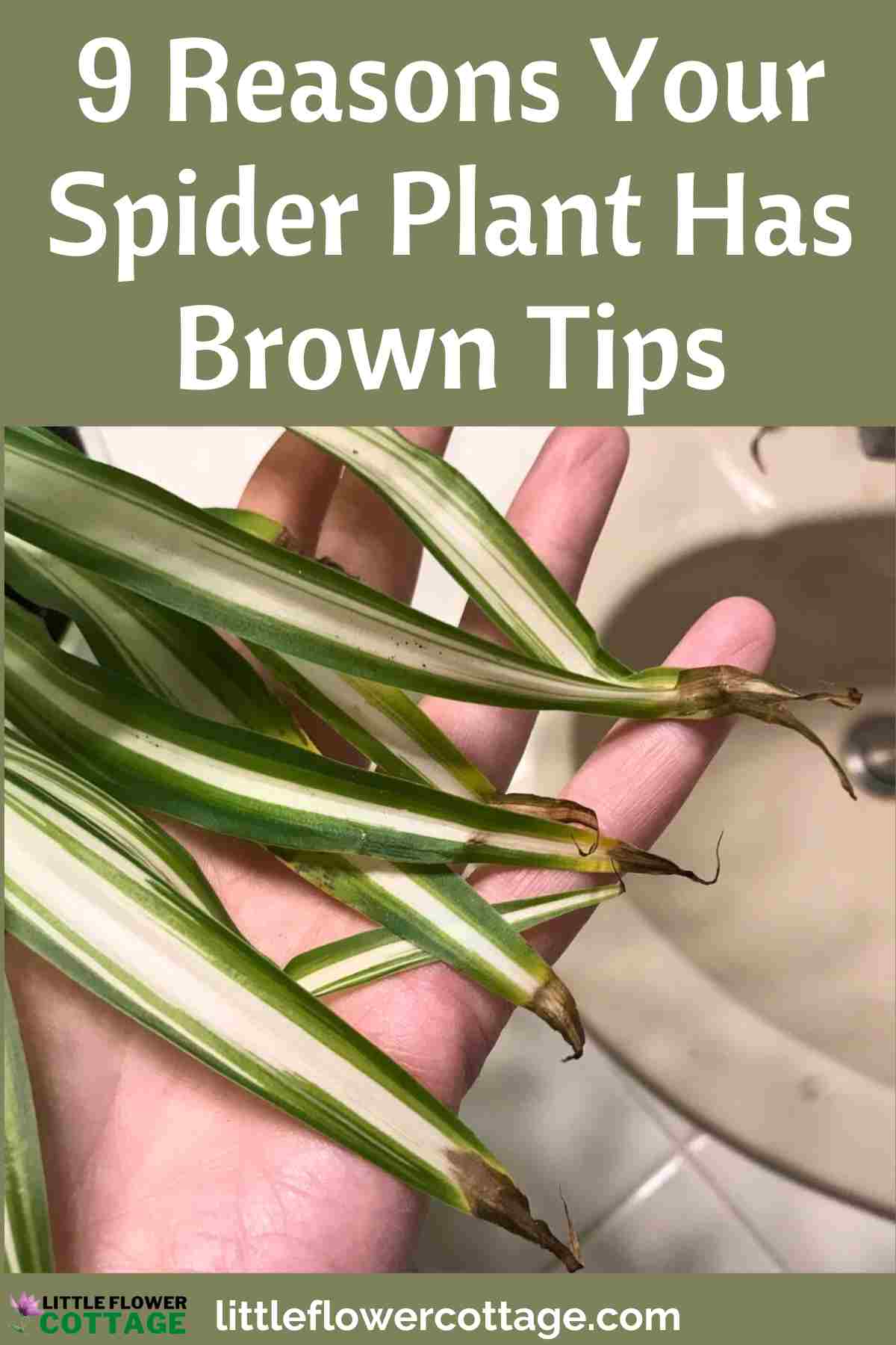reasons your spider plant has brown tips