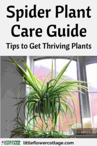 spider plant care guide