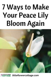 ways to make your peace Lily bloom again
