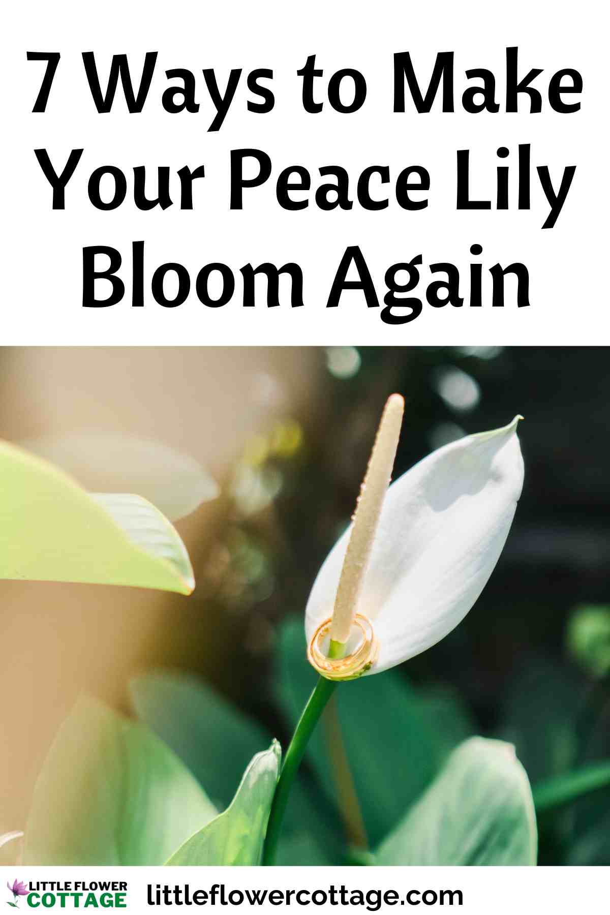 ways to make your peace Lily bloom again
