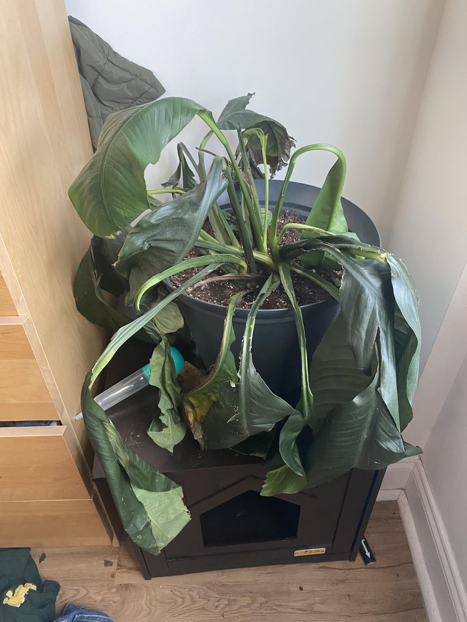 save a dying peace lily