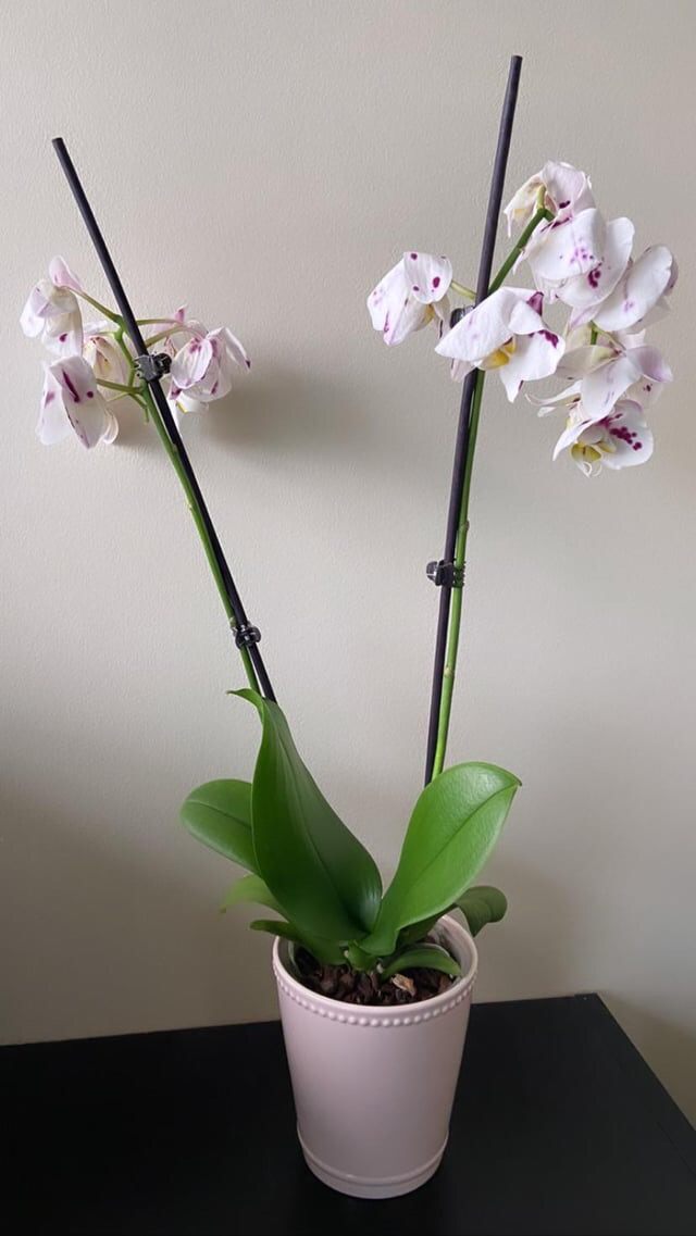 wilting orchid flowers that need looking after