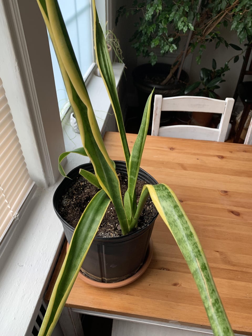 snake plant falling over