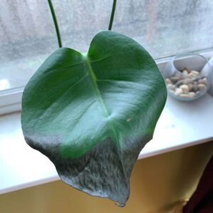 monstera black leaf