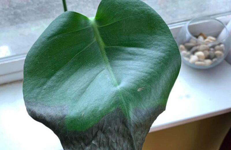 monstera black leaf
