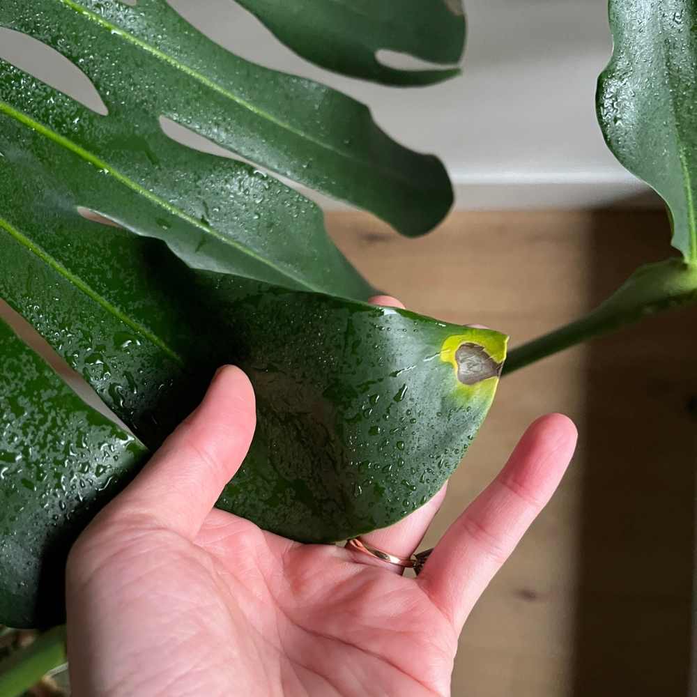 monstera brown crispy edge leaves