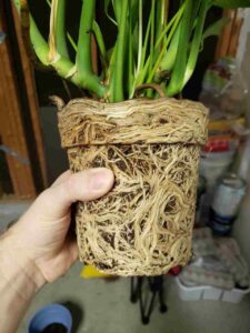 root bound monstera
