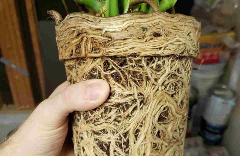 root bound monstera