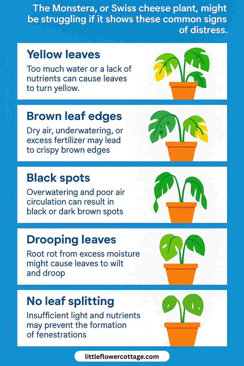 signs of a dying monstera infographic