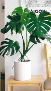 best monstera plants for small spaces