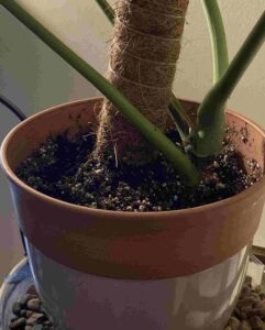 best monstera soil mix