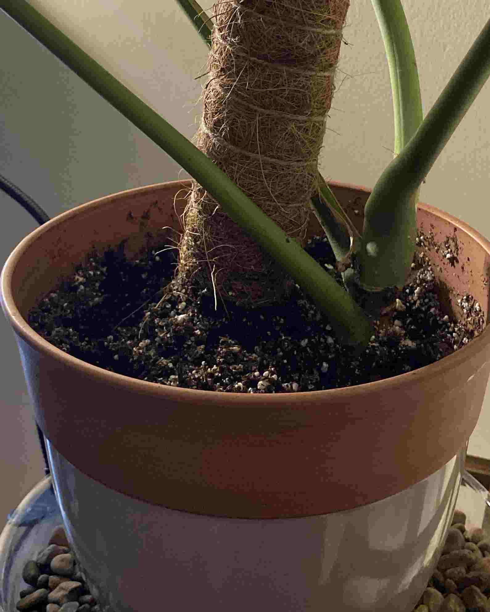 best monstera soil mix