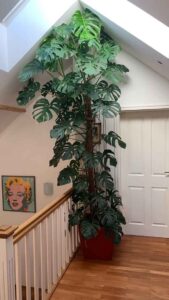 climbing monstera in home