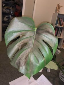 monstera large brown leaf
