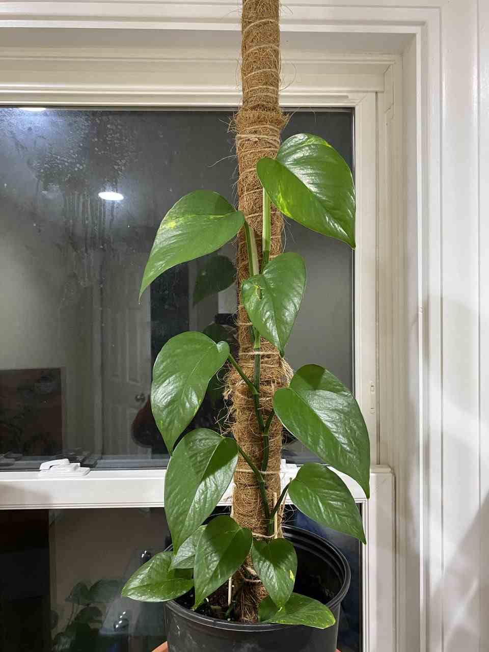 Monstera support ideas