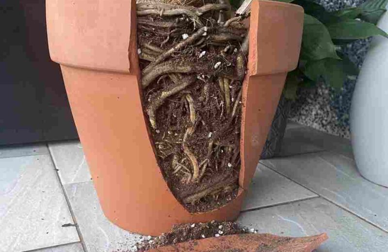 Why is My Monstera Not Growing? 12 Reasons and How to Fix it root bound monstera in pot